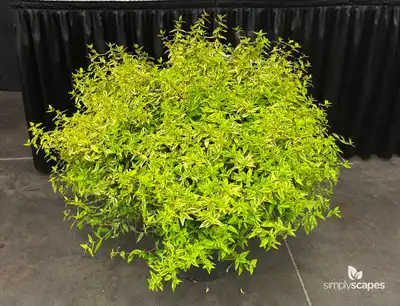 Abelia SUNTASTIC® Peach