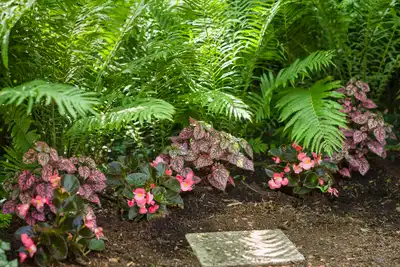 Hippo® Rose Polka Dot Plant