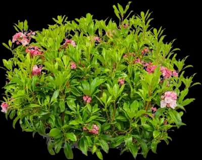 Olympic Fire Mountain Laurel