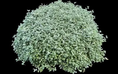 Green Cloud Texas Sage