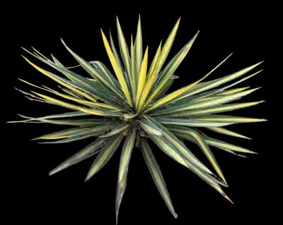 Golden Sword Yucca