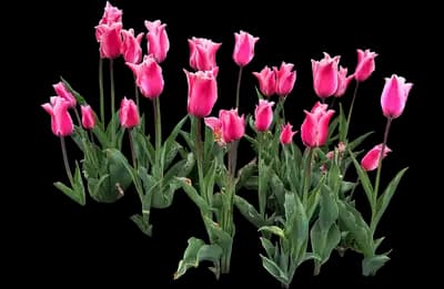 Tulip 'Marriette Lily Flowering'