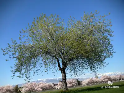 Chokecherry (Prunus virginiana)