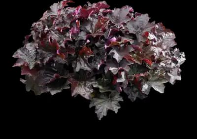 Palace Purple Heuchera