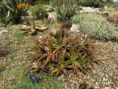 Aloe cameronii