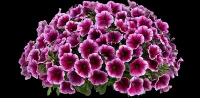 Capella™ Fuchsia Lace Petunia hybrida