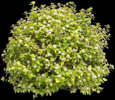 Lucky Devil® Gold Ninebark