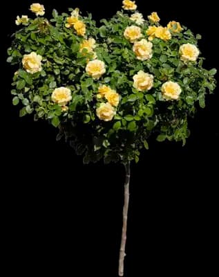 Julia Child Rose