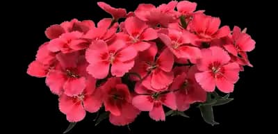 Salmon Red Eye primrose