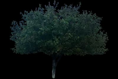 Pineapple Quince Tree