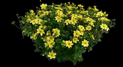 Yellow Splash™ Improved Bidens ferulifolia