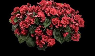 Solenia Scarlet Rieger Begonia