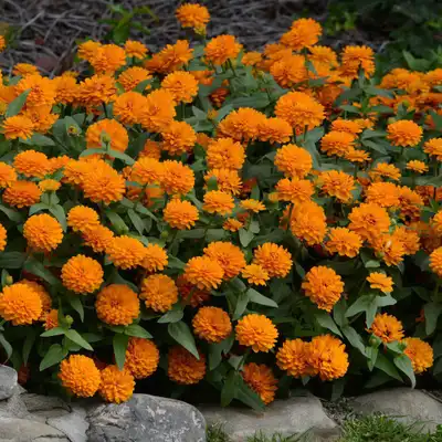 'Zahara Double® Bright Orange' Zinnia