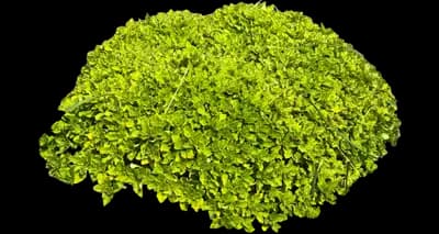 Greek Oregano