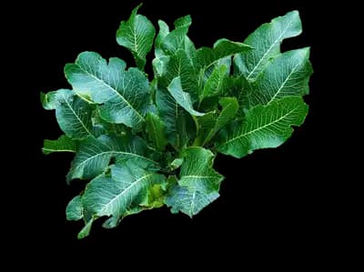 Horseradish Plant
