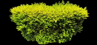 Golden Privet 'Aureum'