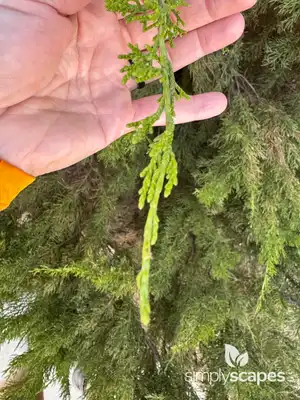 Oriental Arborvitae