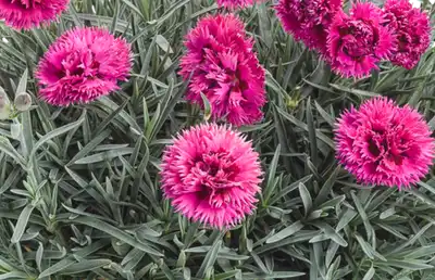 Dianthus Plant