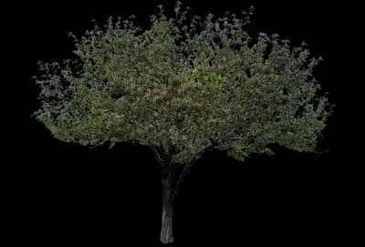Prairie Rose™ Crabapple Tree