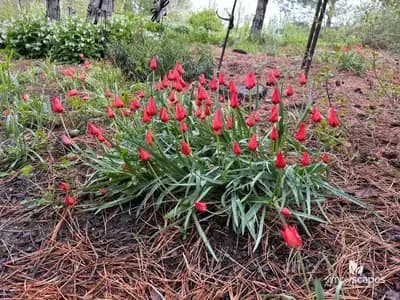Tulip 'Batalinii Bright Gem'