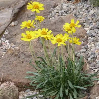Sundancer Daisy
Western Sundancer Daisy