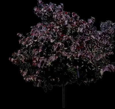 Garden Gems® Emerald Redbud Tree
