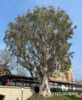 Punk Tree