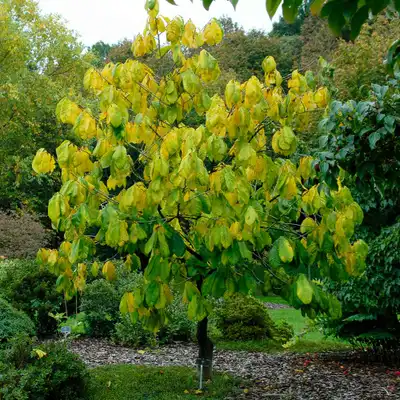 Paw Paw Tree