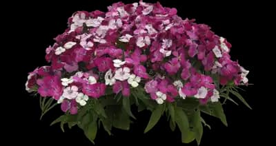 Dart Pink Magician dianthus