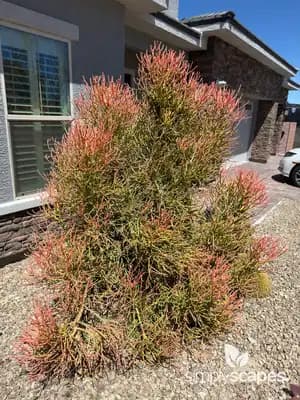 Pencil tree