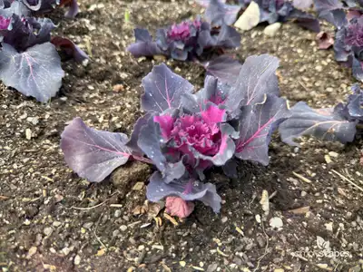 Ornamental Kale
