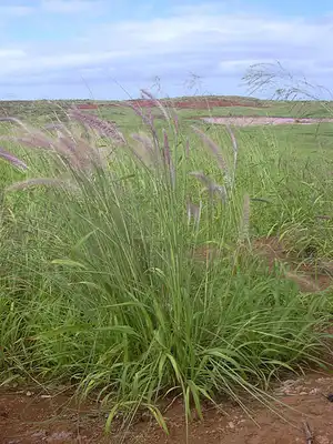 Fountain Grass (Pennisetum)