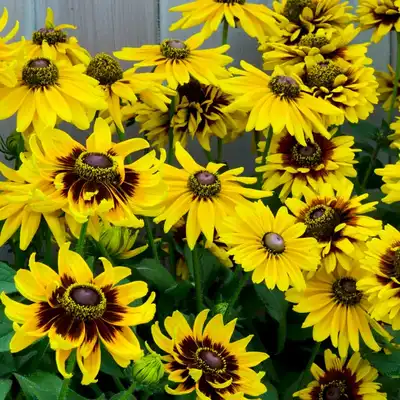 Denver Daisy - Black-Eyed Susan