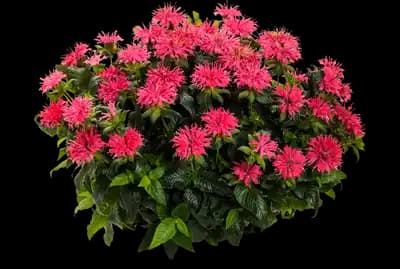 Pardon My Rose™ Bee Balm