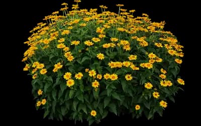 Tuscan Sun Perennial Sunflower