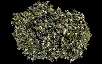 Snow White Indian Hawthorn Shrub
