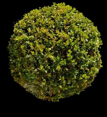 Titan Boxwood Shrub
