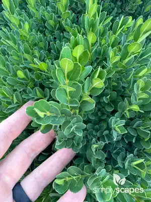 Boxwood - Formal Hedge