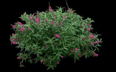 Miss Ruby Butterfly bush