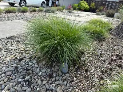 Slough Sedge