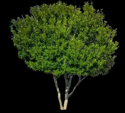 Wax Myrtle Bush