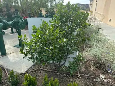 Carolina Cherry Laurel