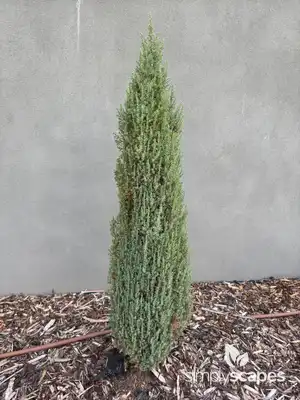 Juniper Bush