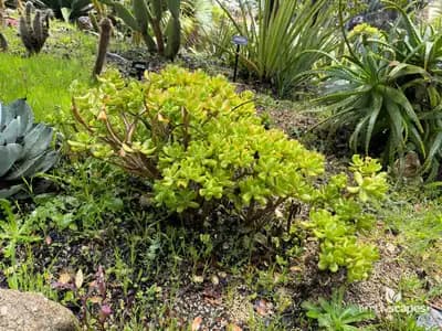 Tree Stonecrop