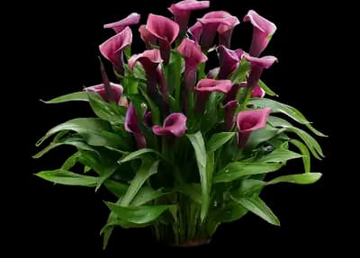 Le Reve Calla Lily