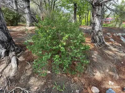 Snowberry (Symphoricarpos)