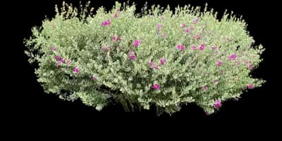 Purple Rain Texas Sage