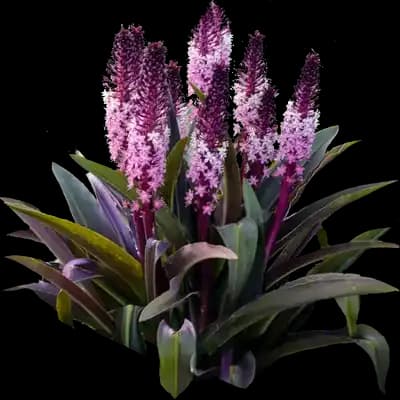 Pineapple Lily