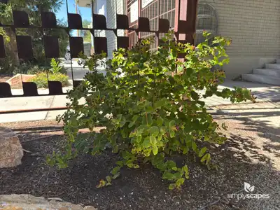 St John's Wort