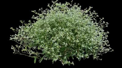 Euphoric™ White Euphorbia